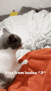 a cat sitting on a bed with the words kiss from loulou written below it
