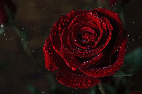 Dark Red Rose Lov Rose7 GIF - Dark Red Rose Lov Rose7 Love Rose5 GIFs