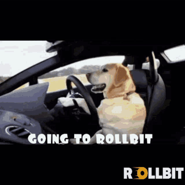 a dog is sitting in the driver 's seat of a car with the words " going to rollbit " above it