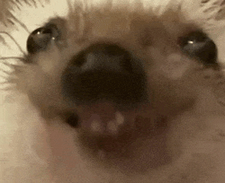 a close up of a dog 's face with its mouth open and looking at the camera .