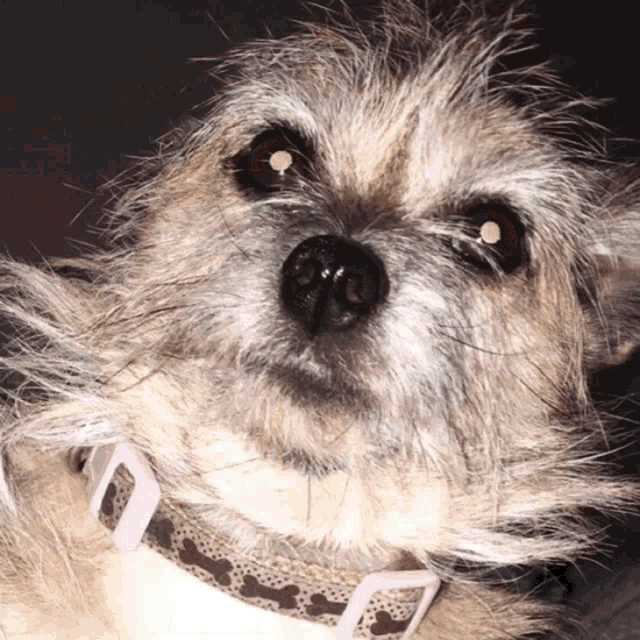 a close up of a dog 's face with a pink collar