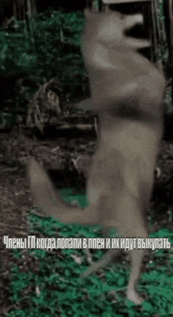 a blurred image of a wolf with russian writing