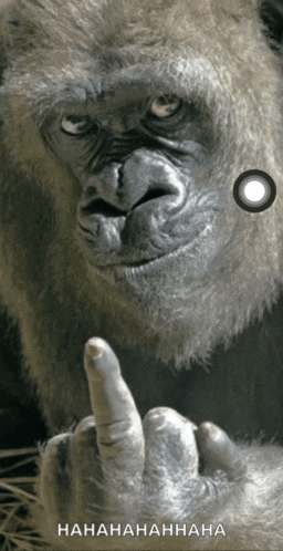 a picture of a gorilla giving the middle finger with a caption that says ' hahahahahaha '