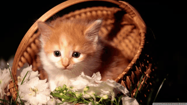 a small orange and white kitten sitting in a basket of flowers