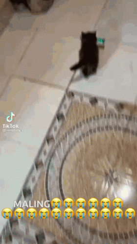 Maling Kucing GIF - Maling Kucing Ahhhhhhhh GIFs