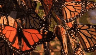 Butterfly Monarch GIF - Butterfly Monarch GIFs