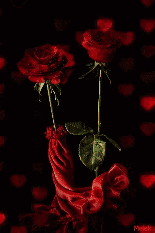two red roses are wrapped in a red cloth on a black background with hearts .