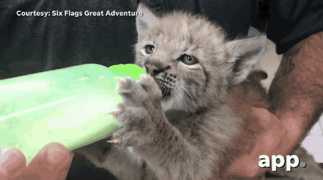 a kitten is being fed from a green bottle by a person