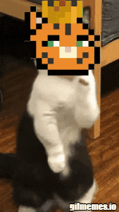 a black and white cat with a pixelated image of a tiger on its head