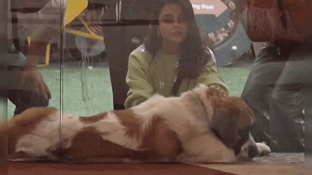 a dog is laying down in front of a glass wall with a woman standing behind it