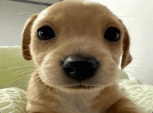 a close up of a puppy 's nose with a blurred background