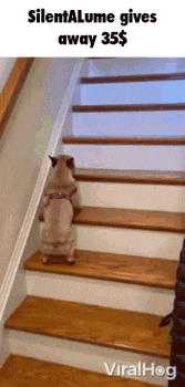 a dog is standing on a set of stairs .