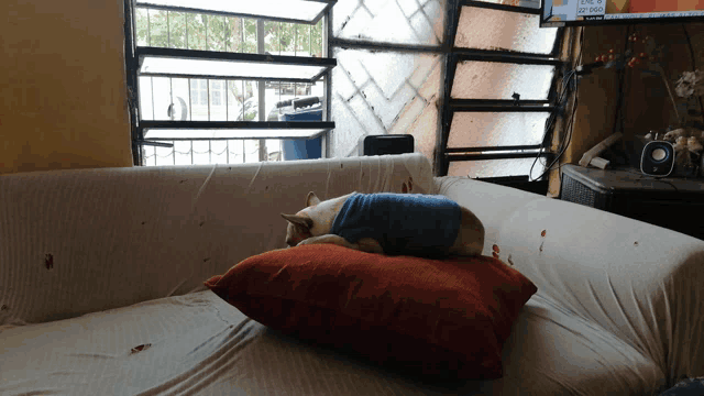 a dog in a blue shirt is laying on a pillow