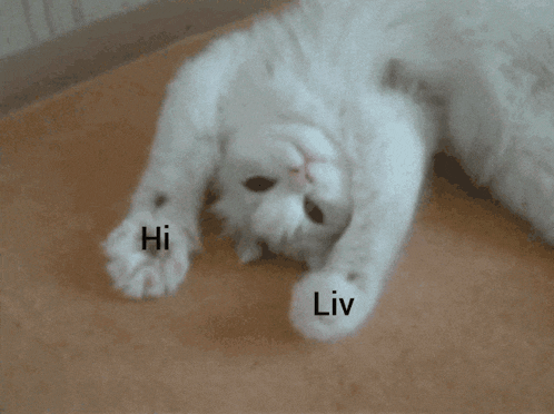 a white cat laying on its back with the words hi and liv written on its paws