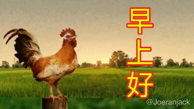 a rooster standing on top of a wooden post in a field with chinese writing behind it