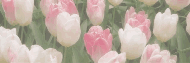 a bunch of pink and white tulips growing in a field .