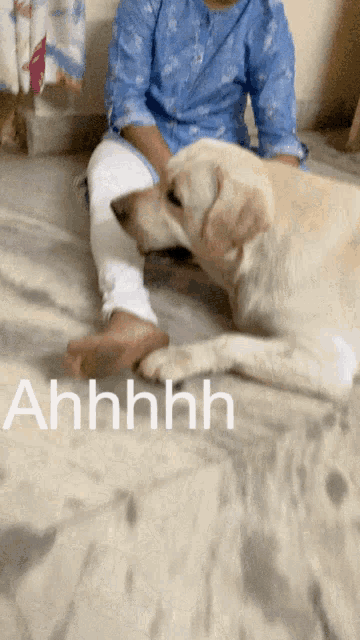 a dog is laying on a bed next to a woman and the words ahhhh