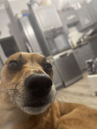 a close up of a dog 's nose in front of a kitchen
