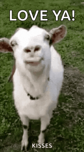 a white goat is standing in a grassy field with the words `` love ya ! '' kisses .