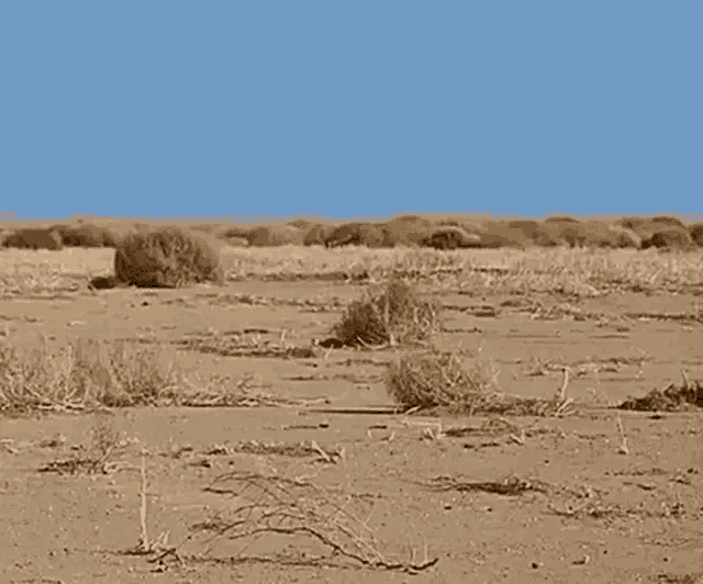 Tumbleweed Desert GIF - Tumbleweed Desert Dry Spell GIFs