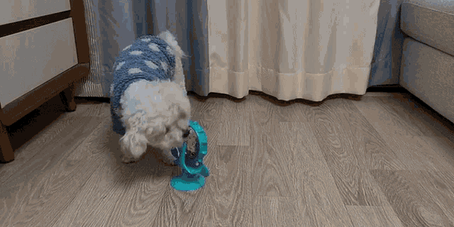 a small white dog wearing a blue sweater is playing with a blue toy