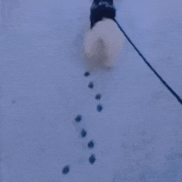 a dog is on a leash in the snow