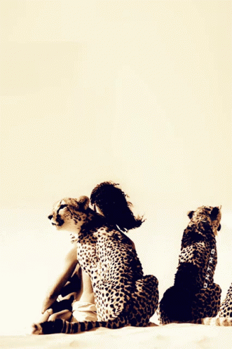 Beautiful Cheetah GIF - Beautiful Cheetah Monitor GIFs