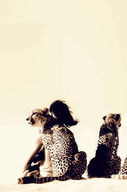 two cheetahs are sitting next to each other and one has a girl on its back