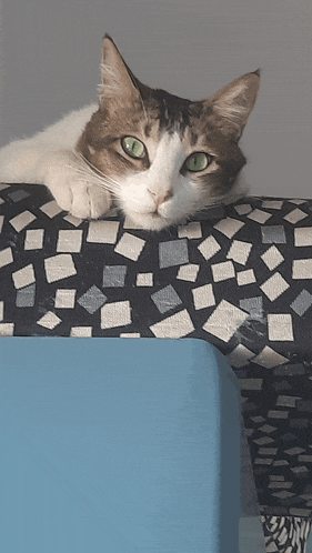a cat with green eyes is laying on a blue blanket