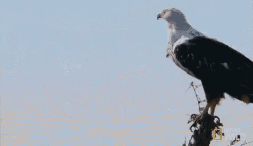 a bald eagle is flying over a tree with national geographic written on the bottom right