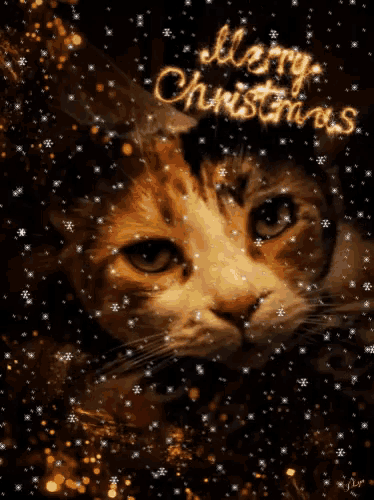 a cat with merry christmas written on the top of it