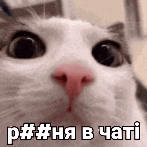 рксня аніме в чаті GIF