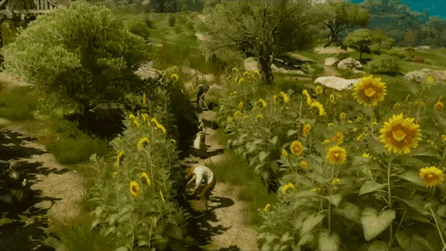 a man is walking through a field of sunflowers in a video game