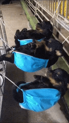 three dogs are laying in blue hammocks on a fence