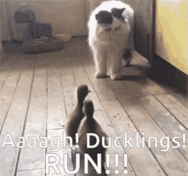 Cat Is Scared Of Cute Little Ducklings Ducklings Chase Cat GIF - Cat Is Scared Of Cute Little Ducklings Ducklings Chase Cat Lol GIFs