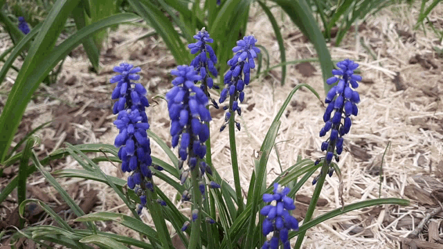 a bunch of purple flowers growing in the dirt