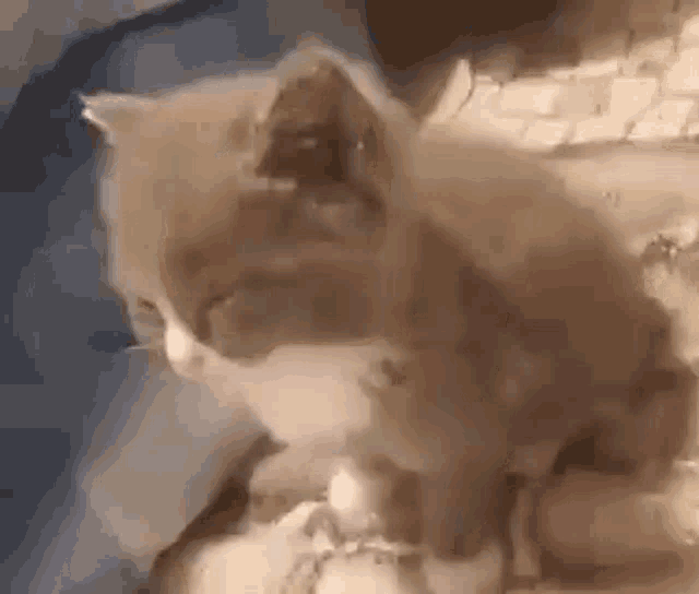 сонный котёнок GIF - сонный котёнок сонныйкотёнок GIFs