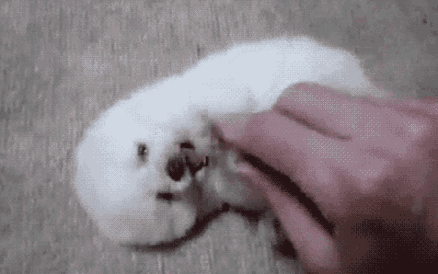 a person is petting a small white dog on the ground