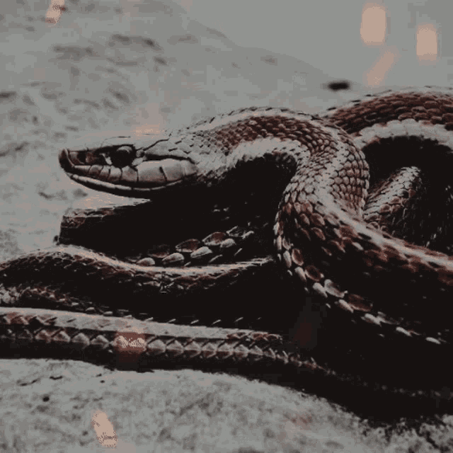 a close up of a snake laying down on a rock