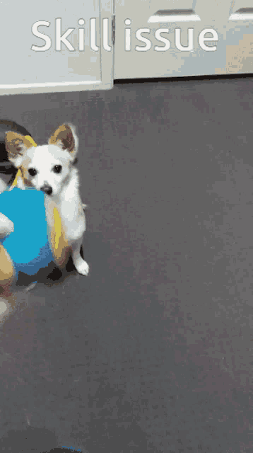 a small white dog standing next to a blue ball with skill issue written on the bottom right