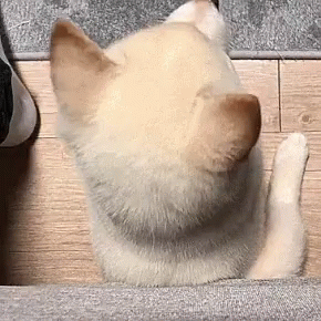 Puppers Cute Puppy GIF - Puppers Cute Puppy Doggo GIFs