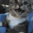 a blurry picture of a cat sitting on a blue blanket .