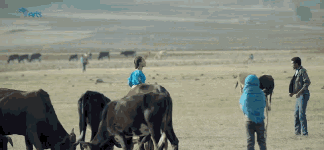 a boy in a blue jacket is standing in a field with cows
