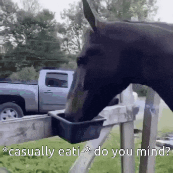 a horse is drinking water from a bucket while a truck is in the background .