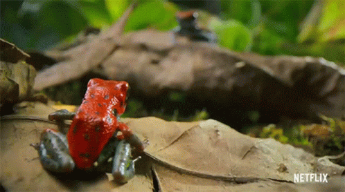 Enemies Life In Color With David Attenborough GIF - Enemies Life In Color With David Attenborough Glaring GIFs