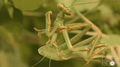 Mating Fight GIF - Mating Fight Pray GIFs
