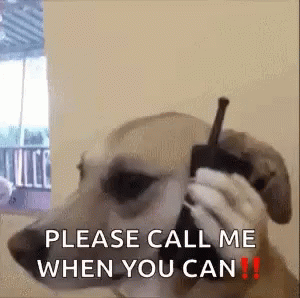 Dog Call GIF - Dog Call Phone GIFs