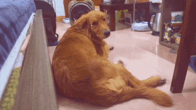 a dog is laying on the floor in a room with a fan