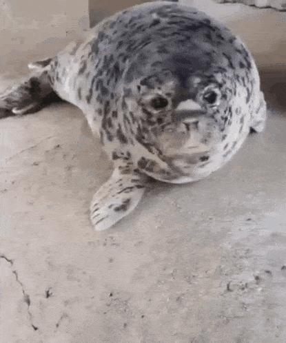 a seal is sitting on the ground with its mouth open and looking at the camera .