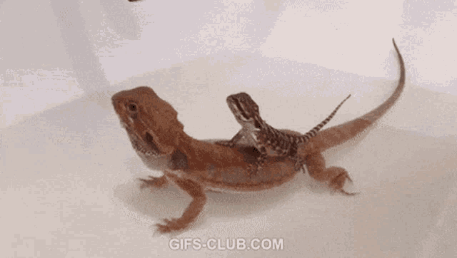 Animal Mother And Child GIF - Animal Mother And Child Lizard GIFs